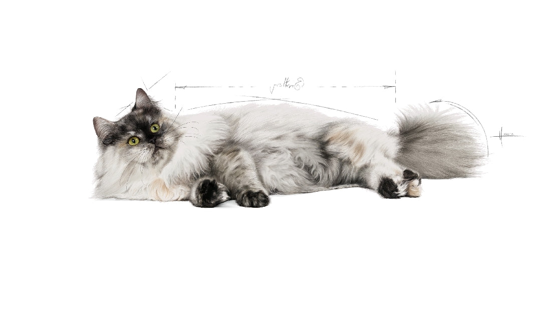 Royal Canin Cat Hair & Skin Care 2kg-Cat Food & Treats-Ascot Saddlery