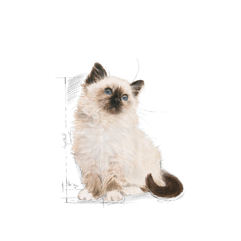 Royal Canin Cat Kitten 2kg-Cat Food & Treats-Ascot Saddlery