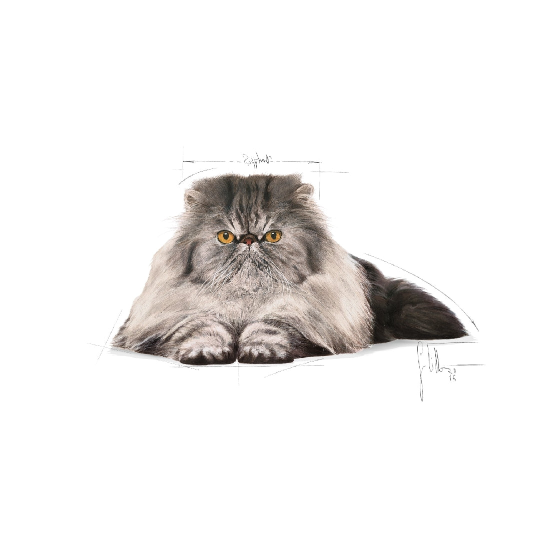 Royal Canin Cat Persian 2kg-Cat Food & Treats-Ascot Saddlery