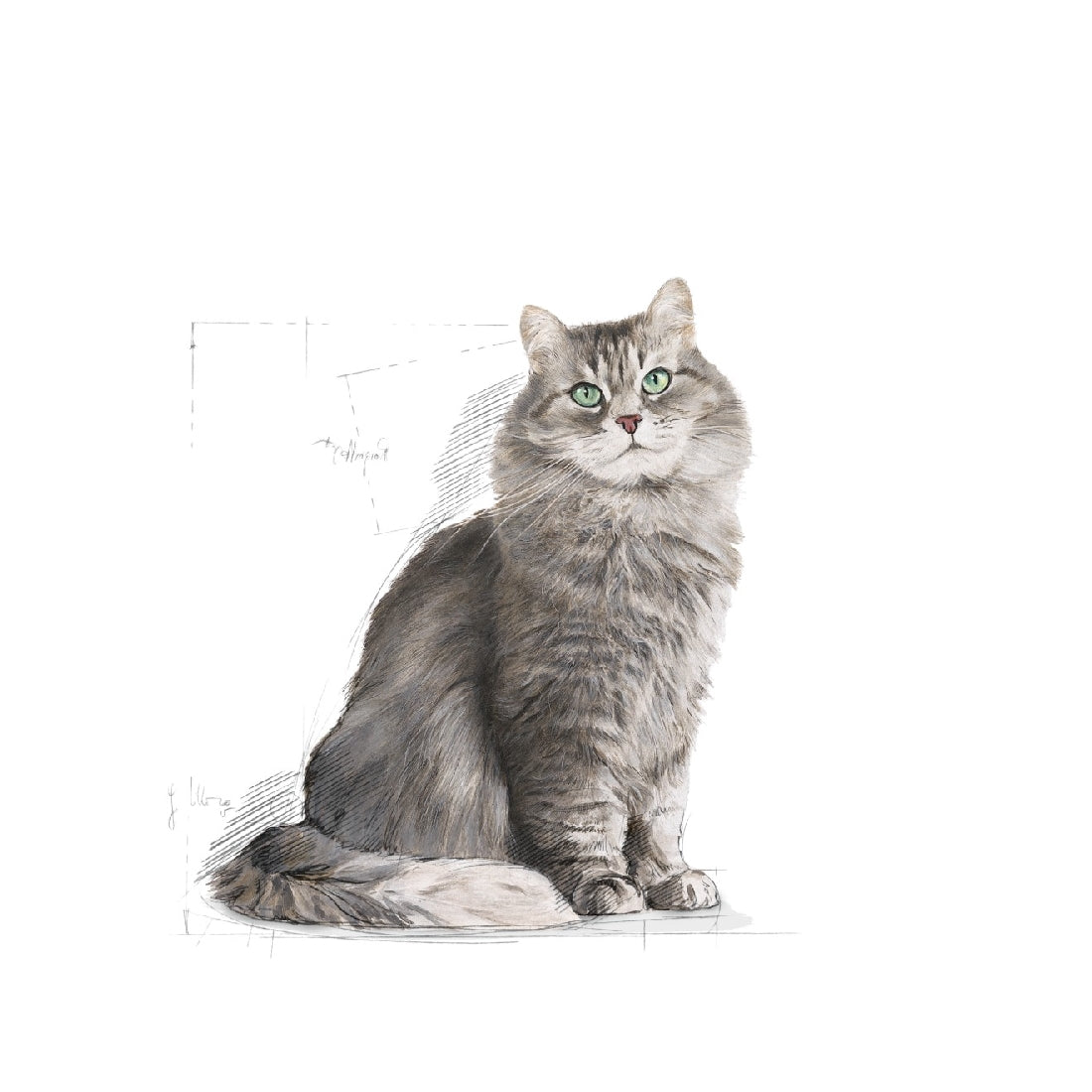 Royal Canin Cat Sensible 2kg-Cat Food & Treats-Ascot Saddlery