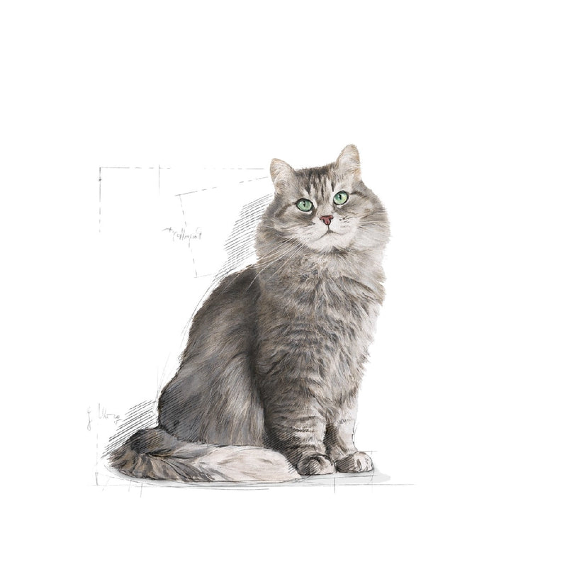 Royal Canin Cat Sensible 4kg-Cat Food & Treats-Ascot Saddlery