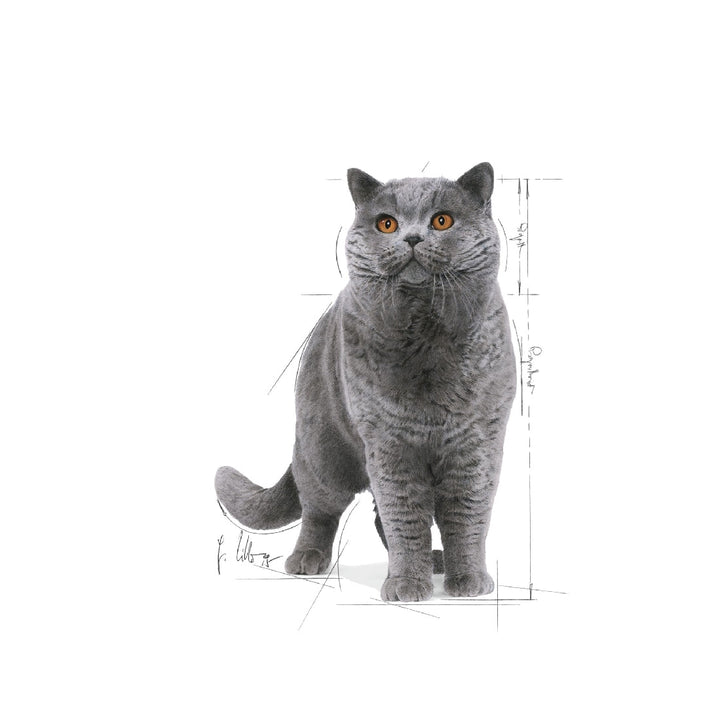 Royal Canin Cat Wet British Shorthair Gravy Box Of 12-Cat Food & Treats-Ascot Saddlery