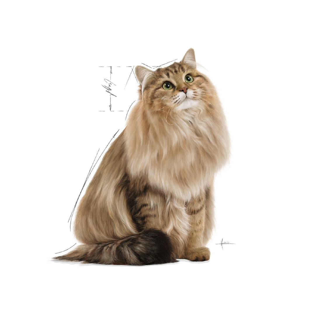Royal Canin Cat Wet Digest Sensitive Gravy Box Of 12-Cat Food & Treats-Ascot Saddlery