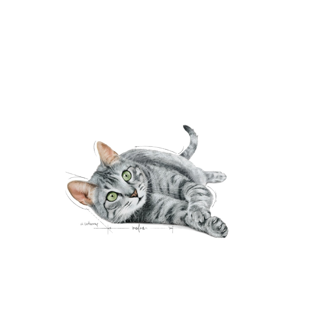 Royal Canin Cat Wet Indoor 7+ Gravy Box Of 12-Cat Food & Treats-Ascot Saddlery