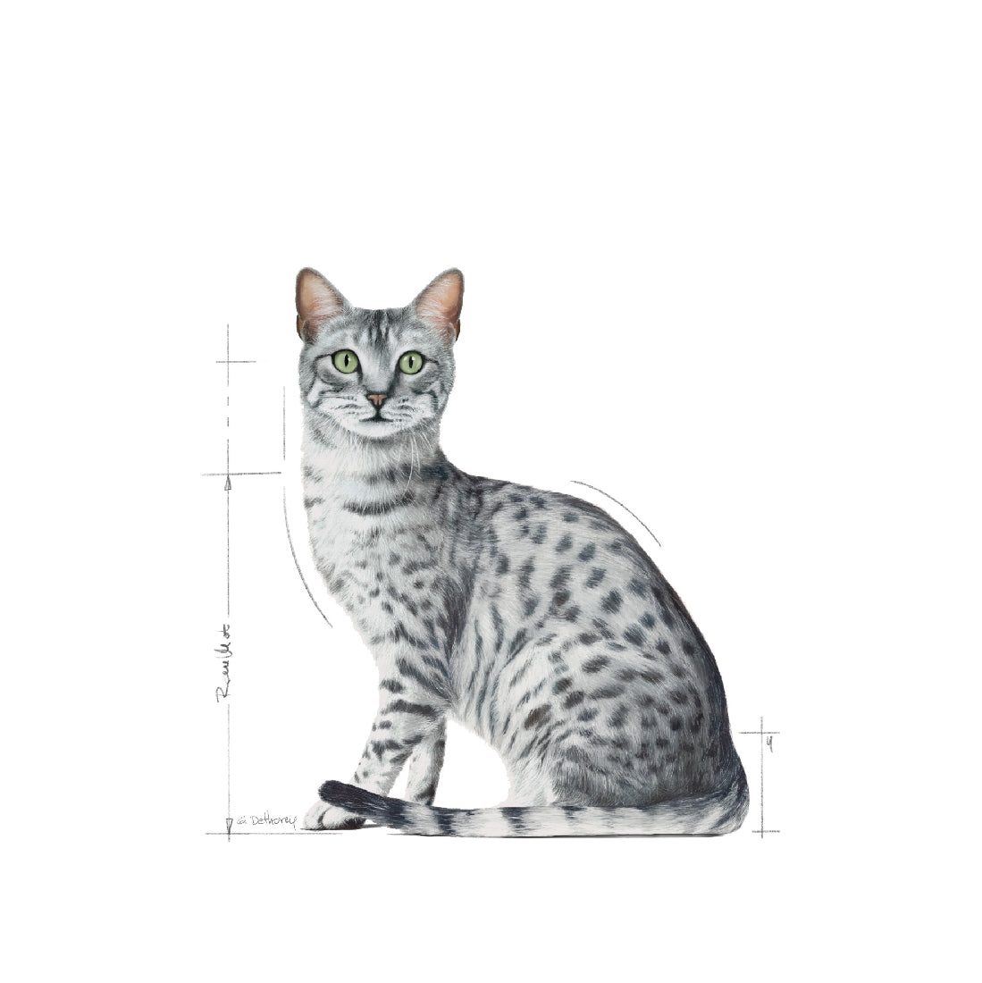 Royal Canin Cat Wet Indoor Gravy Box Of 12-Cat Food & Treats-Ascot Saddlery