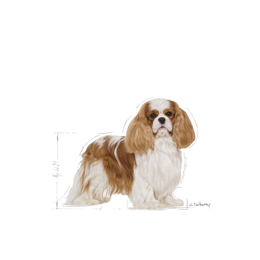 Royal Canin Dog Cavalier King Charles 3kg-Dog Food-Ascot Saddlery