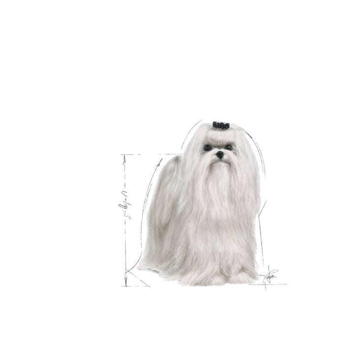 Royal Canin Dog Maltese 1.5kg-Dog Food-Ascot Saddlery