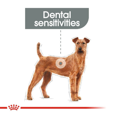 Royal Canin Dog Medium Dental Care 10kg-Dog Food-Ascot Saddlery