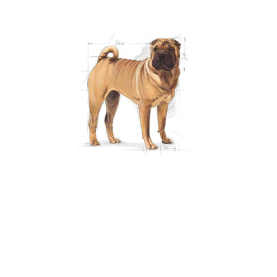 Royal Canin Dog Medium Dermacomfort 3kg-Dog Food-Ascot Saddlery