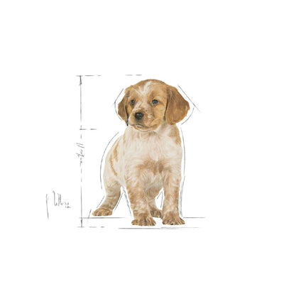 Royal Canin Dog Medium Puppy 4kg-Dog Food-Ascot Saddlery