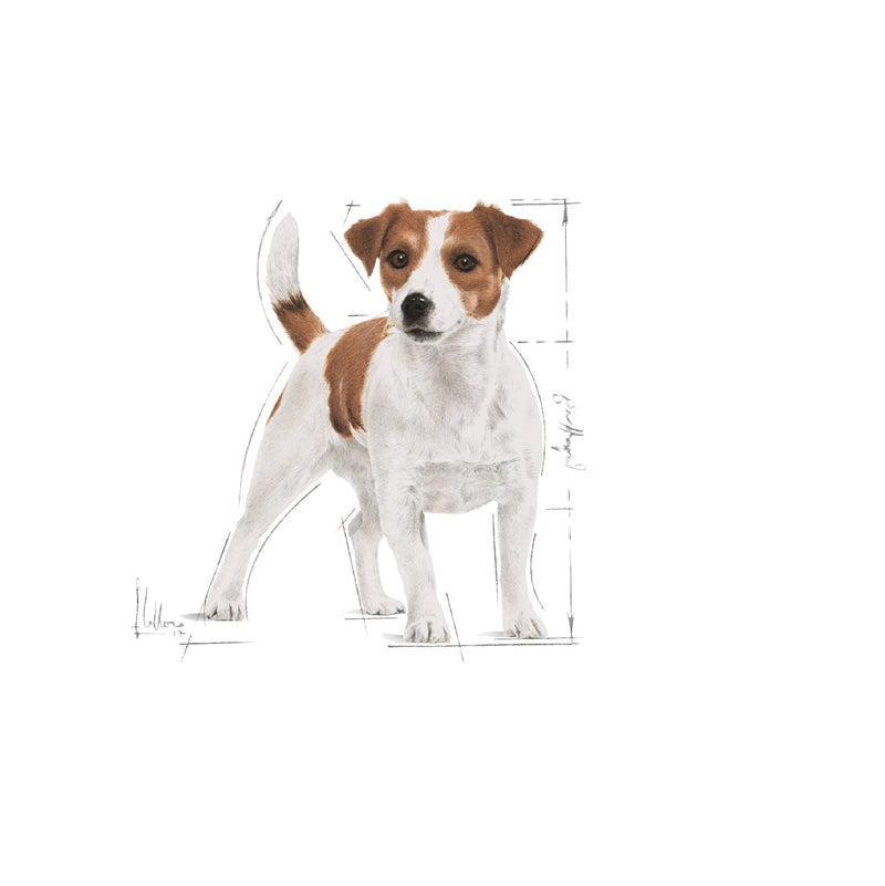 Royal Canin Dog Mini Adult 4kg-Dog Food-Ascot Saddlery