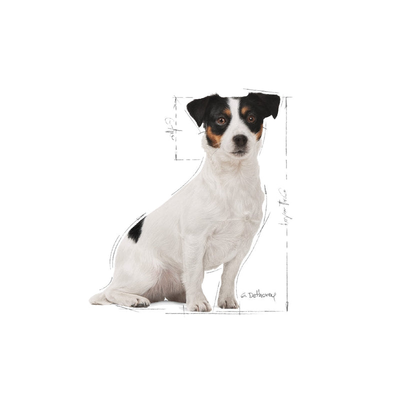 Royal Canin Dog Mini Adult 8+ 2 Kg-Dog Food-Ascot Saddlery