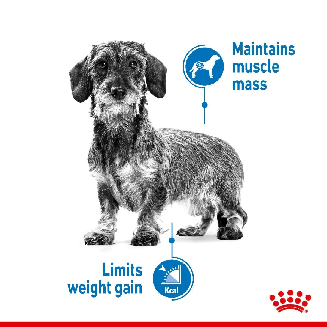 Royal Canin Dog Mini Lightweight Care 3kg-Dog Food-Ascot Saddlery