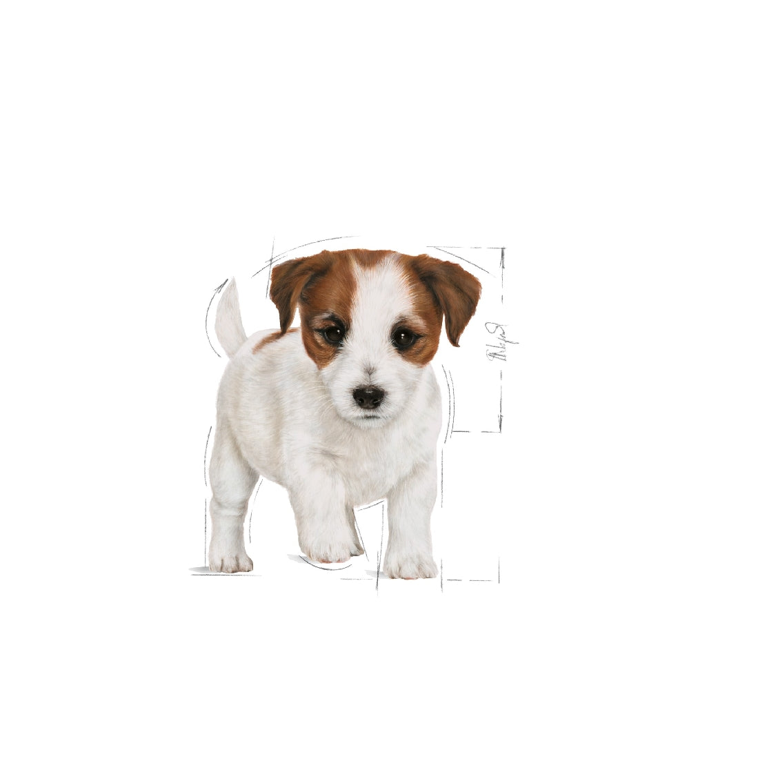 Royal Canin Dog Mini Puppy 2kg-Dog Food-Ascot Saddlery