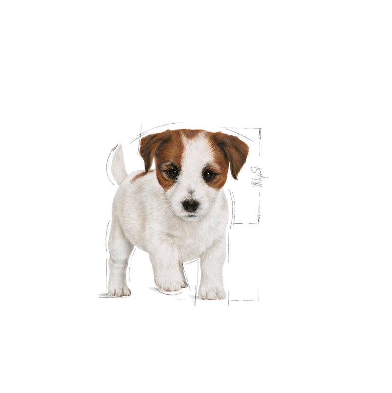 Royal Canin Dog Mini Puppy 4kg-Dog Food-Ascot Saddlery