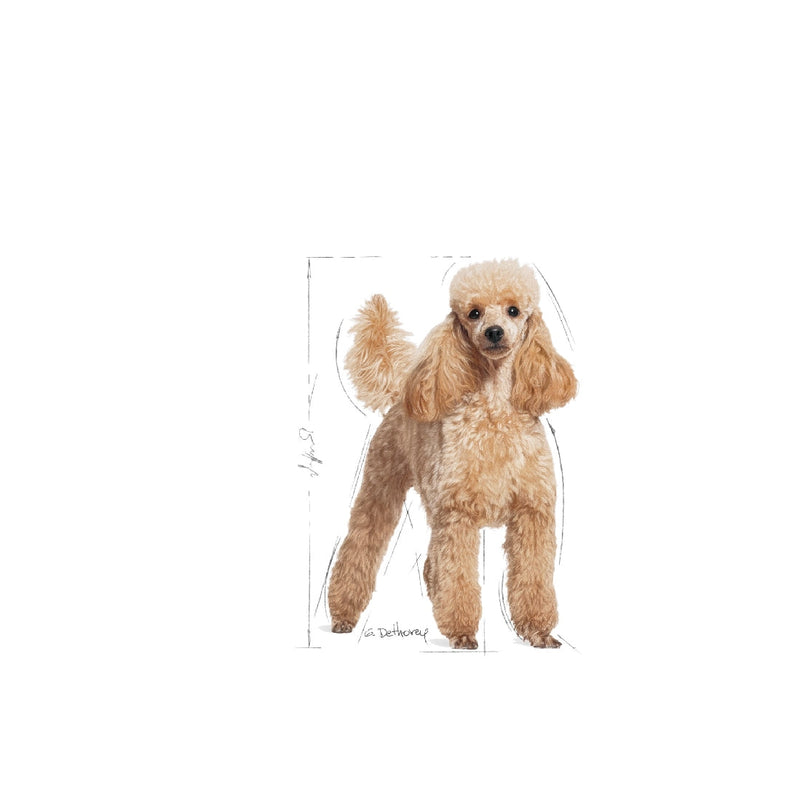 Royal Canin Dog Poodle 1.5kg-Dog Food-Ascot Saddlery