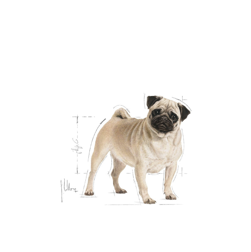 Royal Canin Dog Pug 3kg-Dog Food-Ascot Saddlery