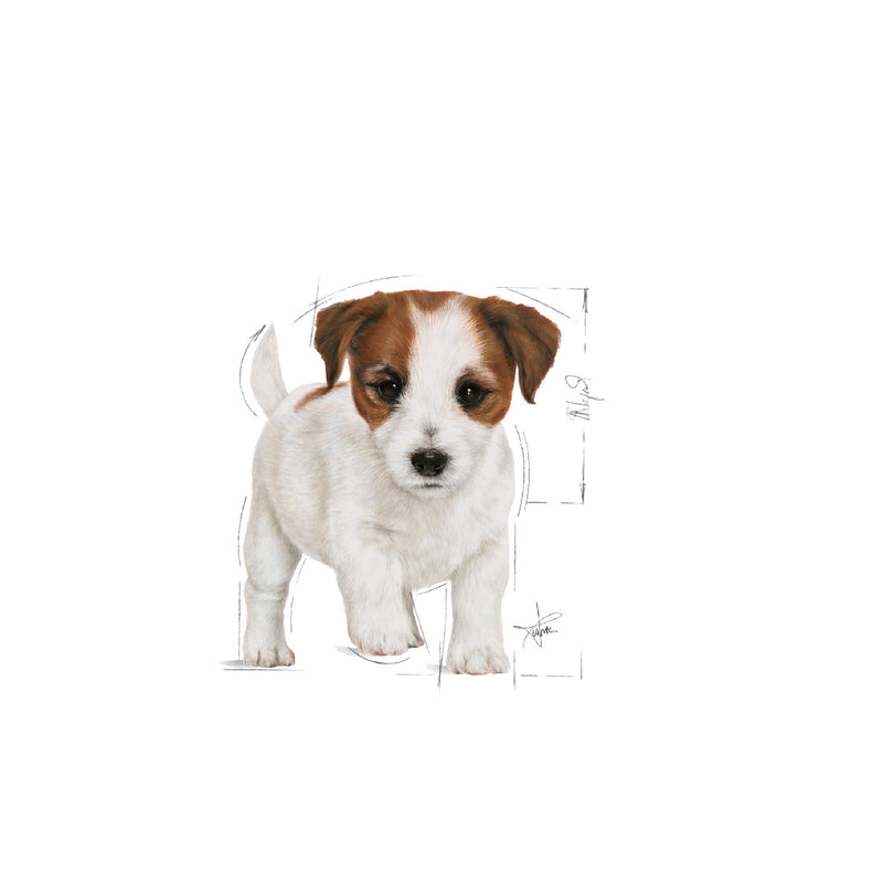 Royal Canin Dog Wet Mini Puppy 85gm Box Of 12-Dog Food-Ascot Saddlery
