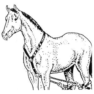 Serving Hobbles Webb Black-HORSE: Lungeing & Schooling-Ascot Saddlery