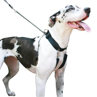 Sporn Big Dog Halter Black-Dog Collars & Leads-Ascot Saddlery