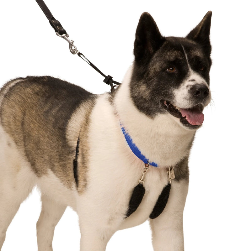 Sporn Halter Black-Dog Collars & Leads-Ascot Saddlery