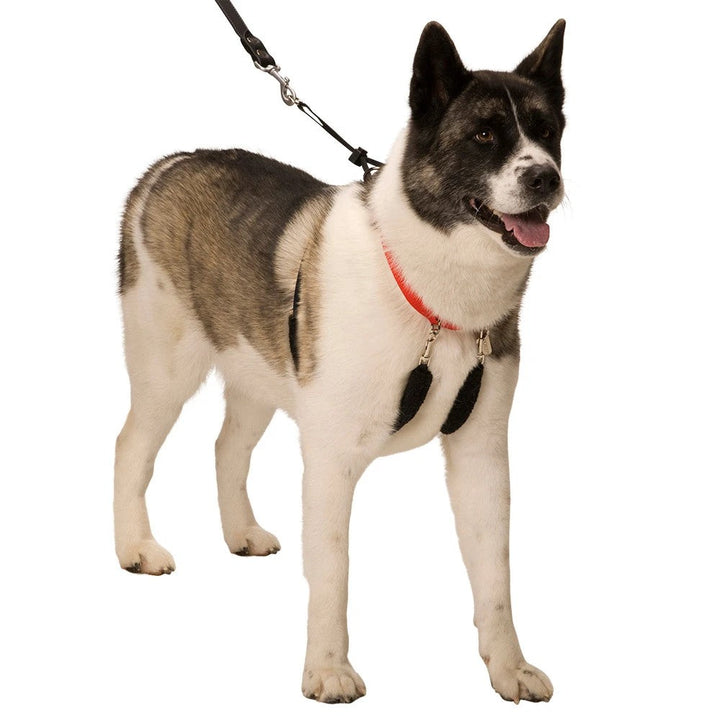 Sporn Halter Black-Dog Collars & Leads-Ascot Saddlery