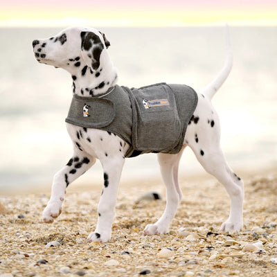 Thunder Anxiety Dog Shirt-Dog Rugs & Fashion-Ascot Saddlery