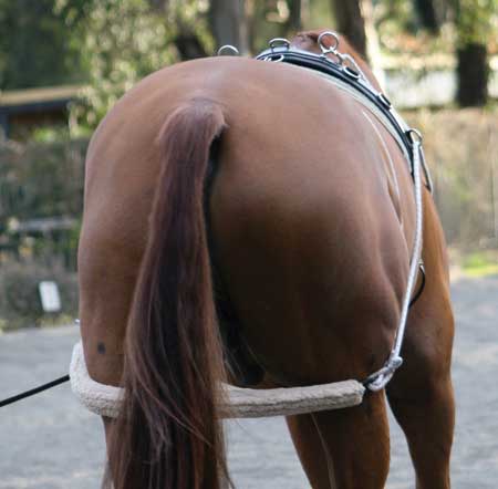 Training System Zilco-HORSE: Lungeing & Schooling-Ascot Saddlery