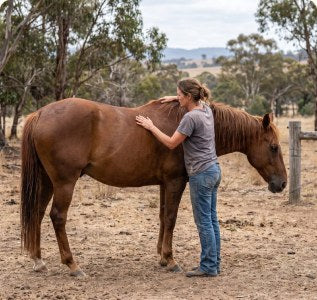 An owner checking a horse's back in the paddock