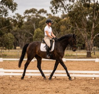 A rider schooling a horse in an arena