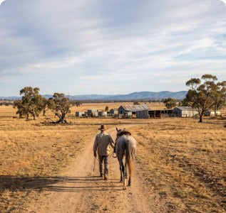 A horse being led up a long rural driveway